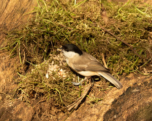 Marsh Tit, Poecile palustris, perched on a fallen log feeding on sunflower hearts