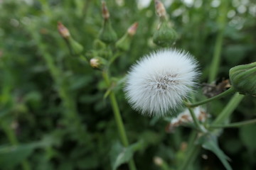 dandelion on green background