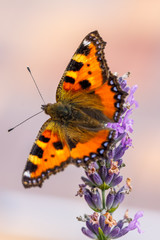 Fototapeta na wymiar Small tortoiseshell, beautiful butterfly (Aglais urticae) on lavender. Europe, Czech Republic wildlife