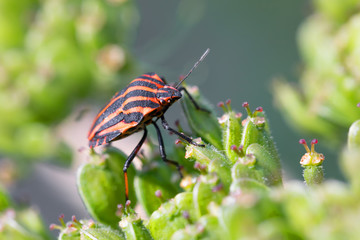 bug graphosoma lineatum - striped beetles in forest on green plant. Europe, Czech Republic wildlife