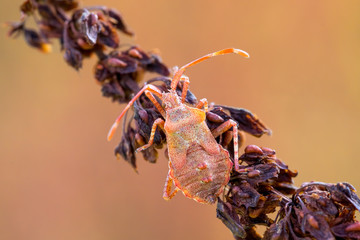 detail of bug in forest, beetle Hemiptera Heteroptera (Syromastus rhombeus), Europe, Czech Republic wildlife