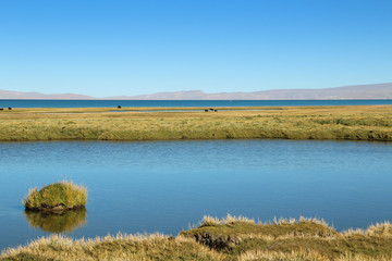 View of Namtso Lake with blue sky, Tanggula Mountains, grasslands, yaks and Nomadic tents in a sunny morning, Tibet, China