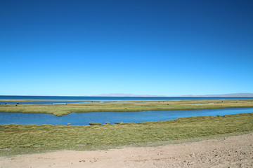 View of Namtso Lake with blue sky, Tanggula Mountains, grasslands, yaks and Nomadic tents in a sunny morning, Tibet, China