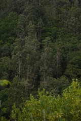 Forest in Natural Park of Fragas do Eume. Pontedeume. Galicia, Spain.