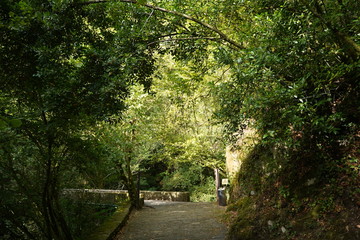 Naklejka premium Forest in Natural Park of Fragas do Eume. Pontedeume. Galicia, Spain.