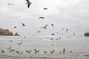 Aves alzando vuelo en el mar frio de Lima, Perú.