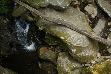 Forest in Natural Park of Fragas do Eume. Pontedeume. Galicia, Spain.