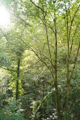 Fototapeta premium Forest in Natural Park of Fragas do Eume. Pontedeume. Galicia, Spain.