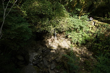 Fototapeta na wymiar Forest in Natural Park of Fragas do Eume. Pontedeume. Galicia, Spain.