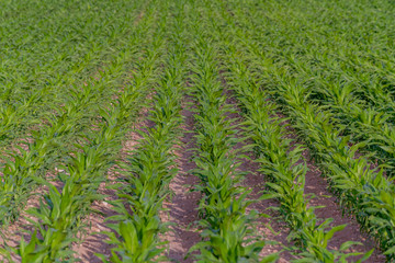 Modern and smart agriculture shot, rows of young corn plants growing on field with technological farming icons