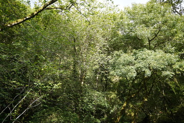 Fototapeta premium Forest in Natural Park of Fragas do Eume. Pontedeume. Galicia, Spain.