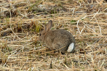 Wild Rabbit, cottontail, feeding on freshly cut verge