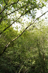 Natural Park of Fragas do Eume. Pontedeume. Galicia, Spain.
