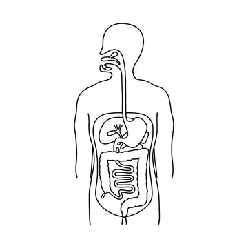 The diagram given below shows the human digestive system. Few structures ..
