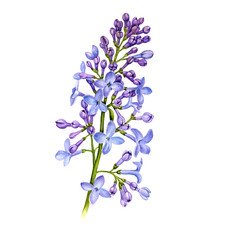 watercolor drawing branch of lilac