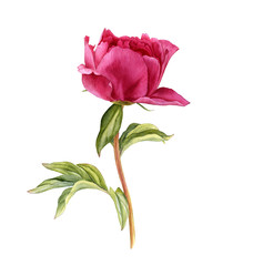 watercolor drawing pink peony flower