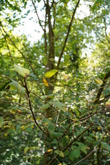 Natural Park of Fragas do Eume. Pontedeume. Galicia, Spain.