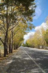 Beautiful autumn view of trees and golden leaves along the roadside in Lhasa, Tibet