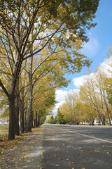 Beautiful autumn view of trees and golden leaves along the roadside in Lhasa, Tibet