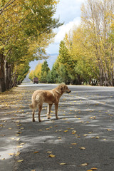 Beautiful autumn view of trees, golden leaves and a yellow dog along the roadside in Lhasa, Tibet