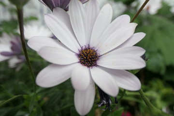 white daisy flower