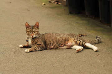 cat on the beach