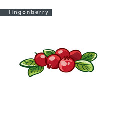 sketch_lingonberry_five_berries_and_leaves