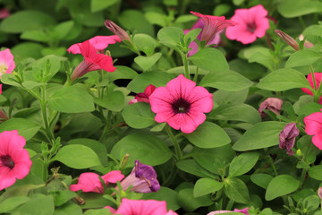 pink flowers in the garden