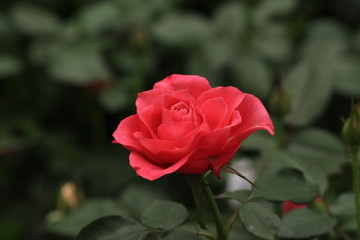 red rose in garden