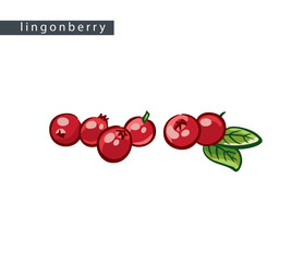 sketch_lingonberry_six_berries_and_leaves