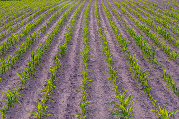 Modern and smart agriculture shot, rows of young corn plants growing on field with technological farming icons