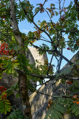 Vogelbeerbaum auf dem Nusshardt im Herbst im Fichtelgebirge