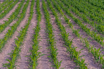 Fototapeta na wymiar Modern and smart agriculture shot, rows of young corn plants growing on field with technological farming icons
