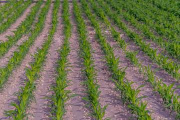 Modern and smart agriculture shot, rows of young corn plants growing on field with technological farming icons