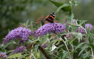 Red Admiral Butterfly Pollinating Buddliea