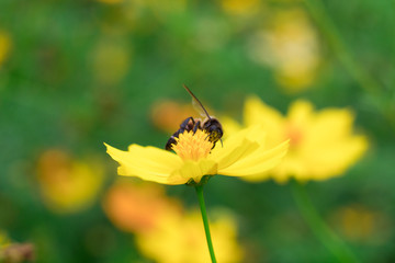 Focus on the bee on yellow flowers