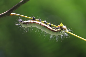 caterpillar on a branch of leaf