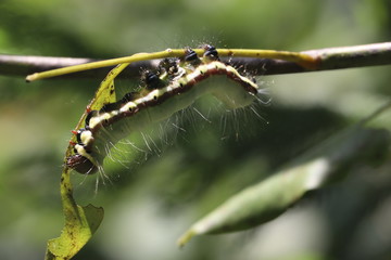 green caterpillar eating green leaf