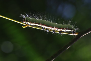 green caterpillar