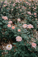 꽃액자 장미 rose flower