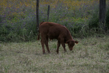grazing in the field