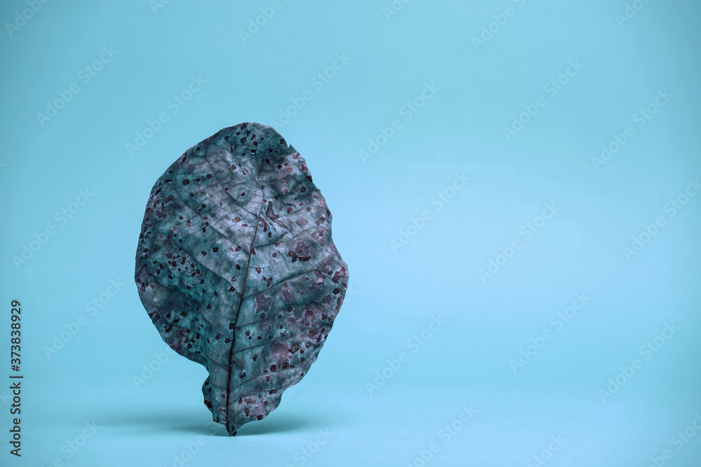 Aufkleber beautiful faded old colorful leaf in blue light. minimalism autumn style concept. background pattern