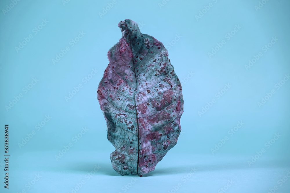Aufkleber beautiful faded old colorful leaf in blue light. minimalism autumn style concept. background pattern