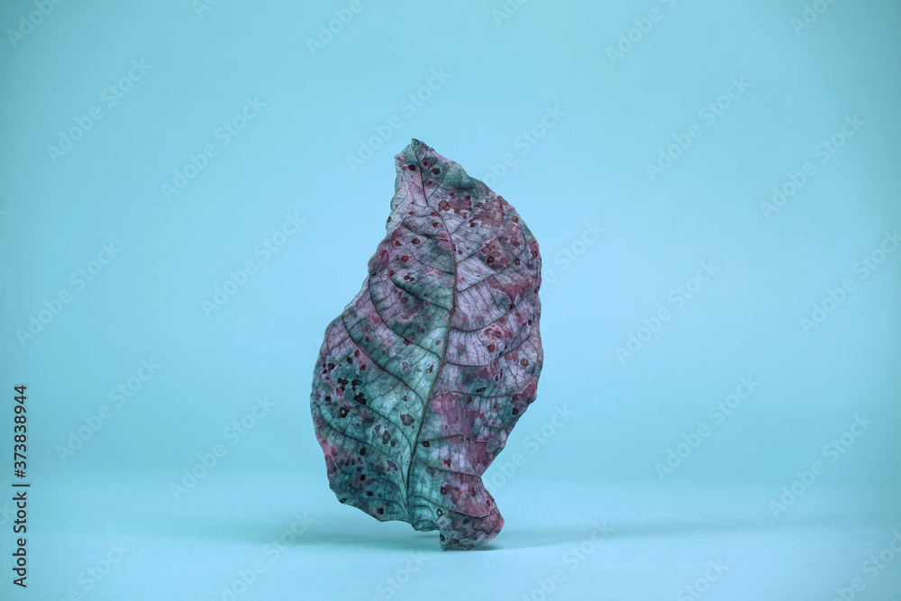Aufkleber beautiful faded old colorful leaf in blue light. minimalism autumn style concept. background pattern