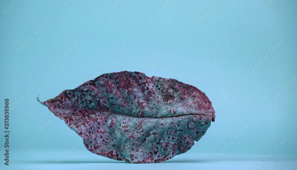 Aufkleber beautiful faded old colorful leaf in blue light. minimalism autumn style concept. background pattern