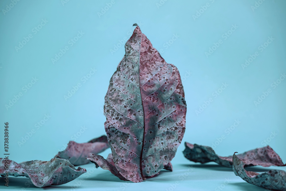 Aufkleber beautiful faded old colorful leafs in blue light. minimalism autumn style concept. background patter