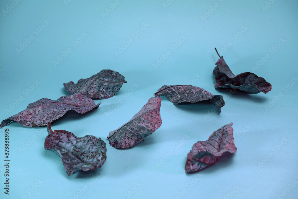 Aufkleber beautiful faded old colorful leafs in blue light. minimalism autumn style concept. background patter