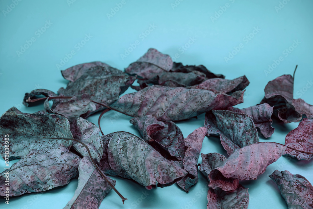 Aufkleber beautiful faded old colorful leafs in blue light. minimalism autumn style concept. background patter