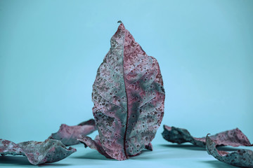 Beautiful faded old colorful leafs in blue light. Minimalism autumn style concept. Background...
