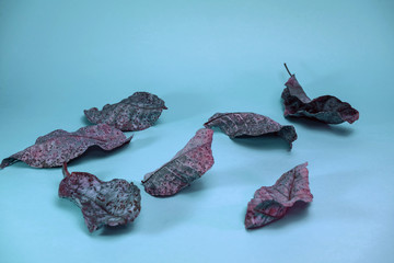 Beautiful faded old colorful leafs in blue light. Minimalism autumn style concept. Background...